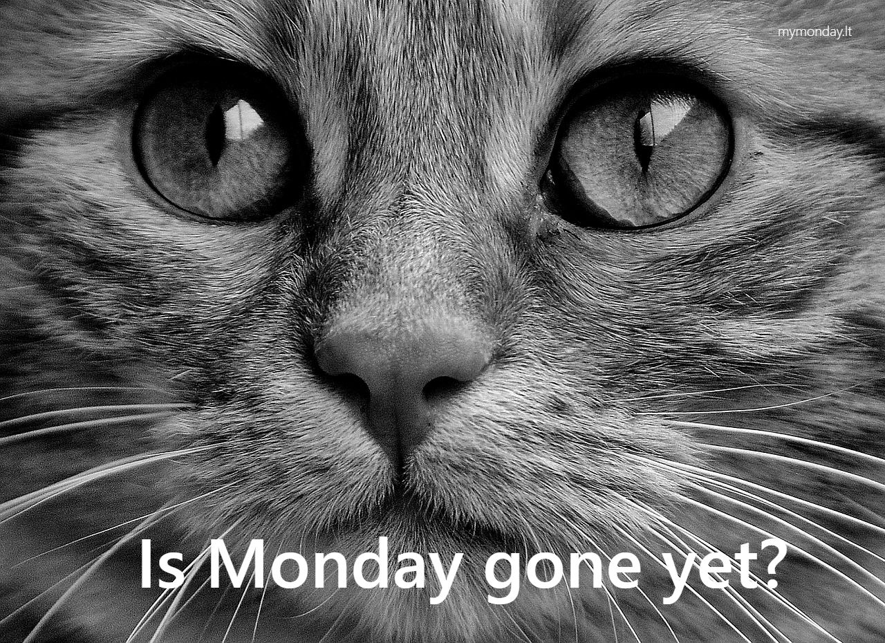 Mymondaylt cat 2