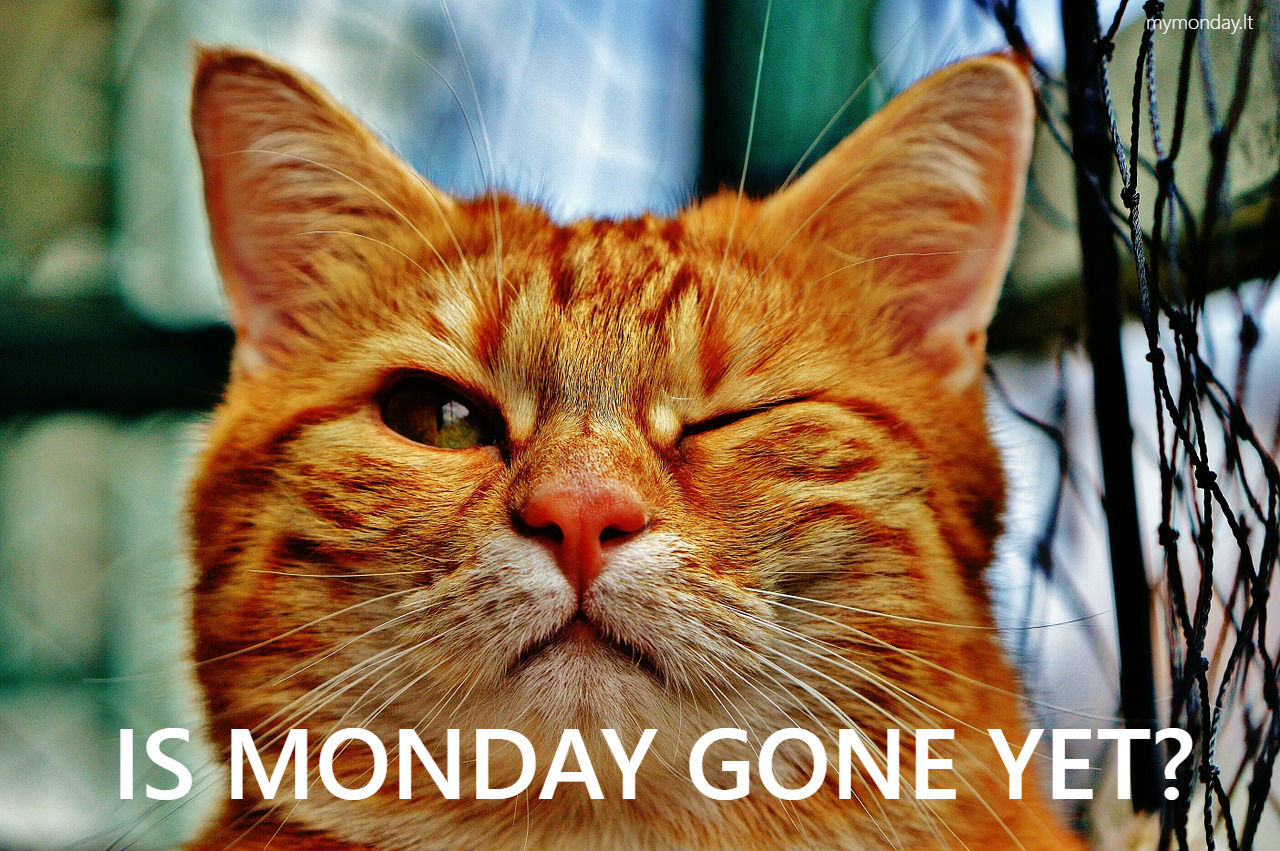 Mymondaylt cat