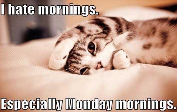 Mymonday 11