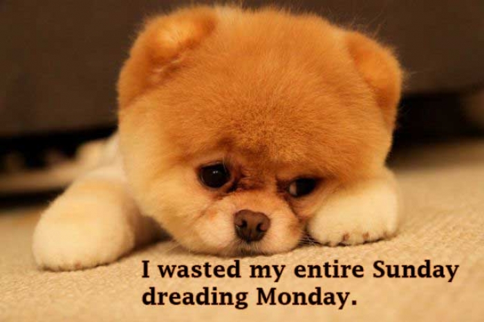 Mymonday 39