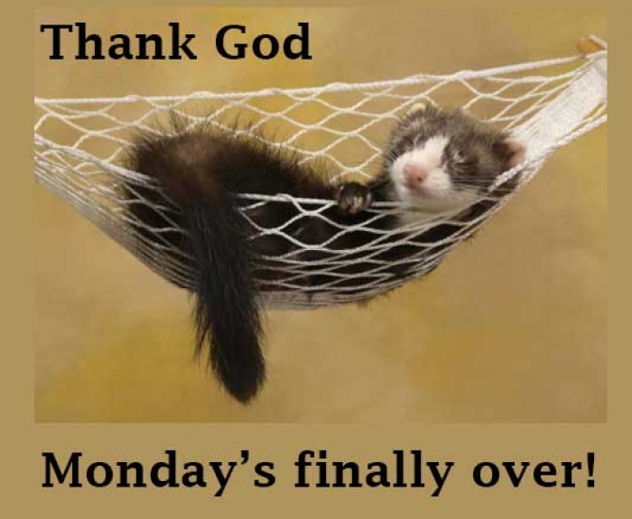 Mymonday 40
